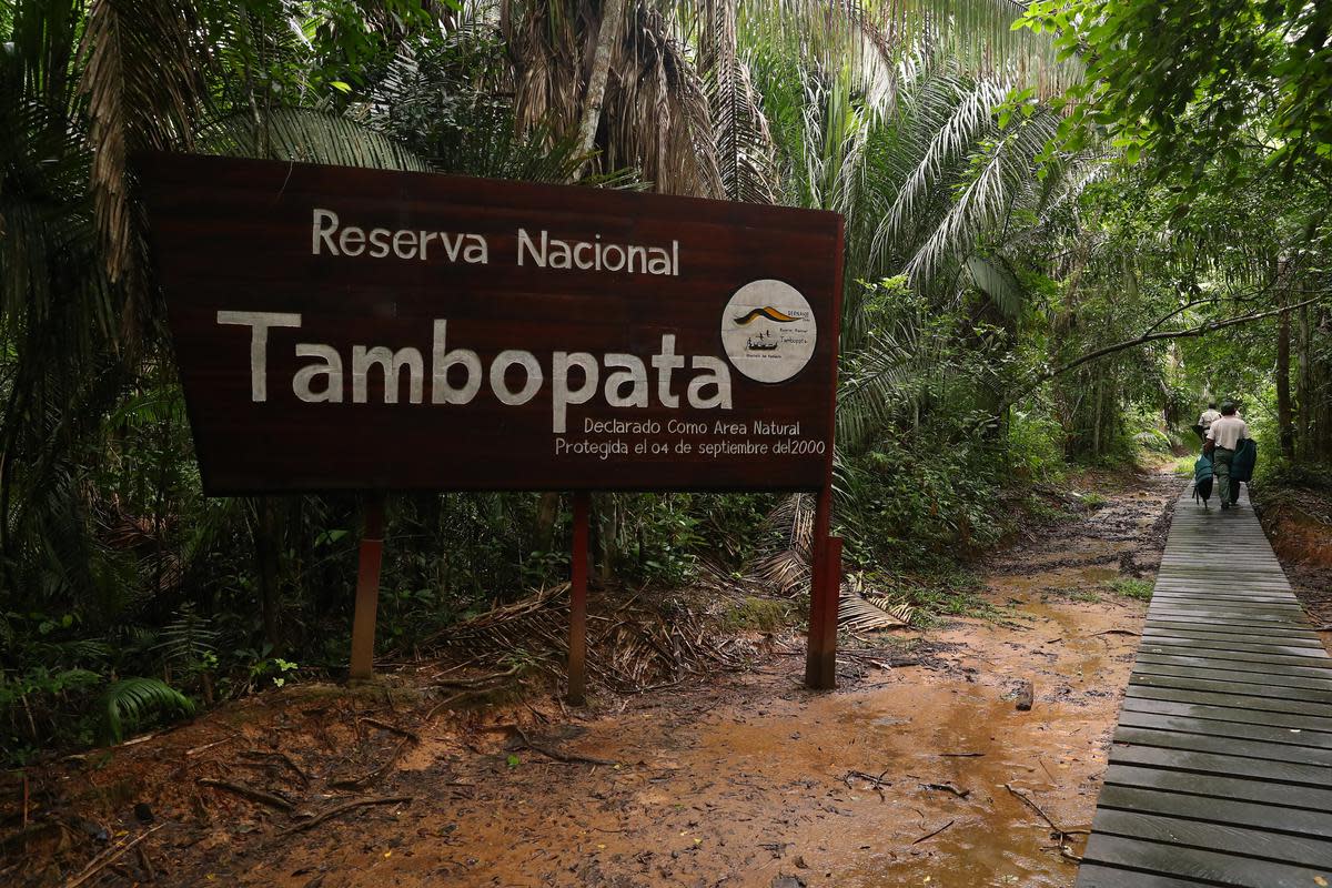 Cover Image for Maravilla Natural  Amazónica de Tambopata, Perú