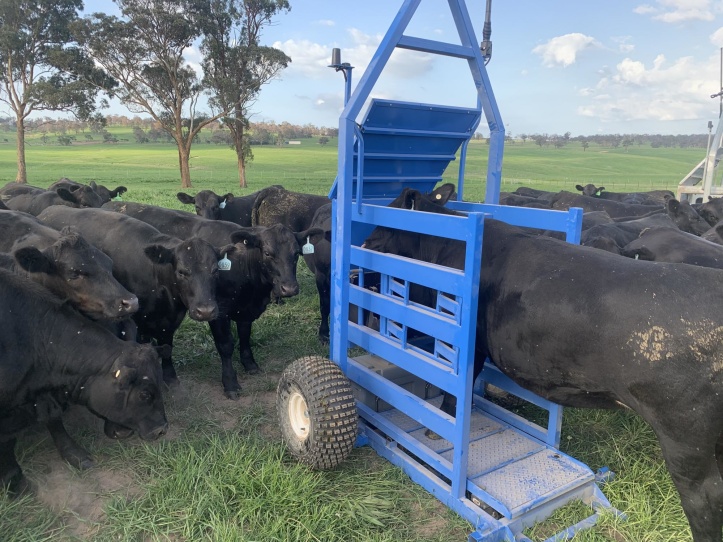 Optiweigh with cows