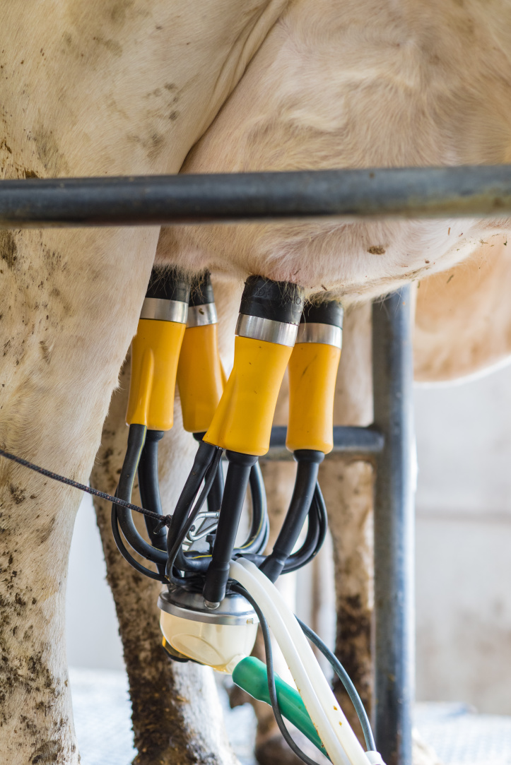 ADF MILKING AUSTRALIA > The Automatic Dipping and Flushing System  > 69ef21d9-c06e-43d7-b5f0-ddfb0b97b020 - FV%20HF-23