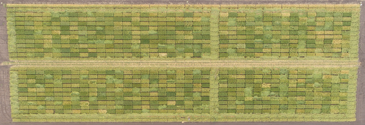 AirBorn Insight > Aerial Phenotyping for Plant Breeding Research > e2267d66-ae58-46f0-9651-28027a2e8759 - crop_research_banner