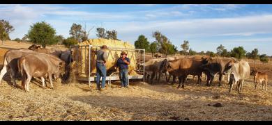 PLF Australia farmers with cattle