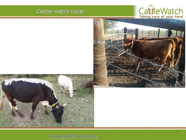 cattlewatch_3