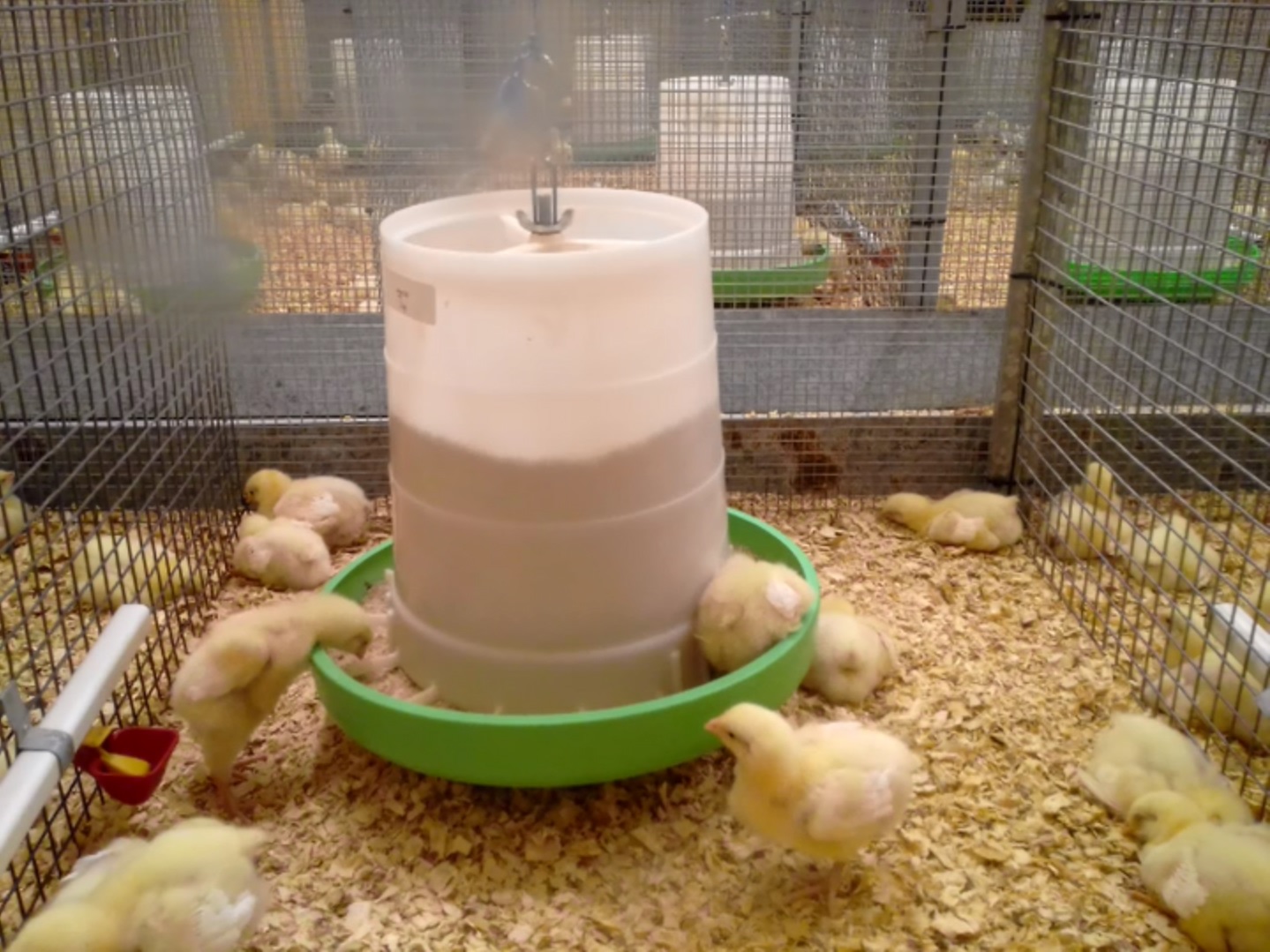 Low-cost machine-vision technology is identifying patterns in poultry behaviour that alert producers to potential health issues