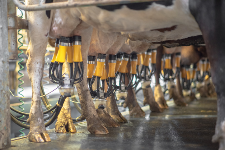 ADF MILKING AUSTRALIA > The Automatic Dipping and Flushing System  > 69ef21d9-c06e-43d7-b5f0-ddfb0b97b020 - HF%20Edits-34