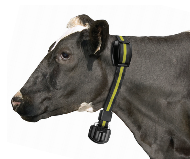 Cow wearing a heat sensor collar