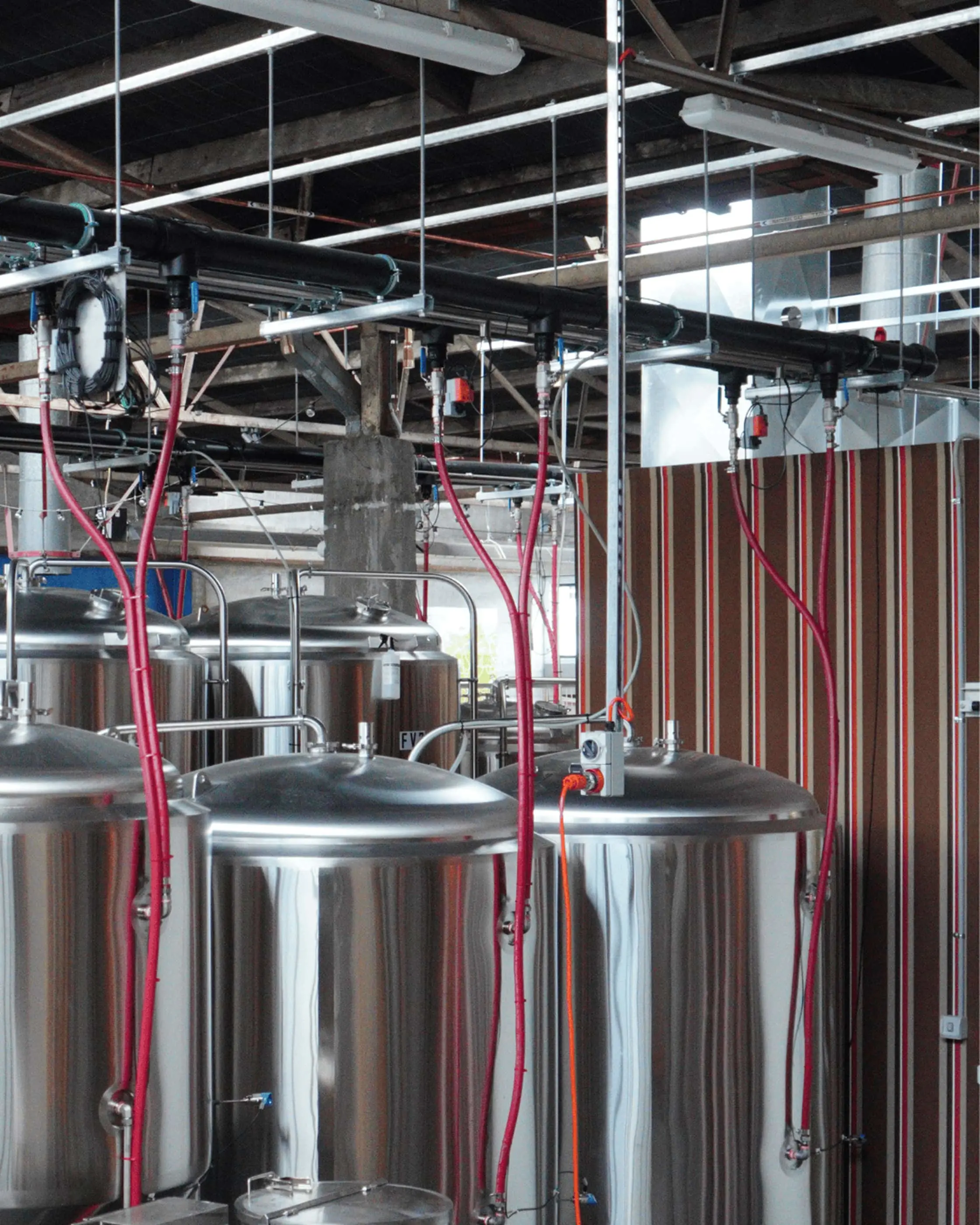 Stainless steel brewing tanks with red hoses connected to overhead pipes in a microbrewery facility.