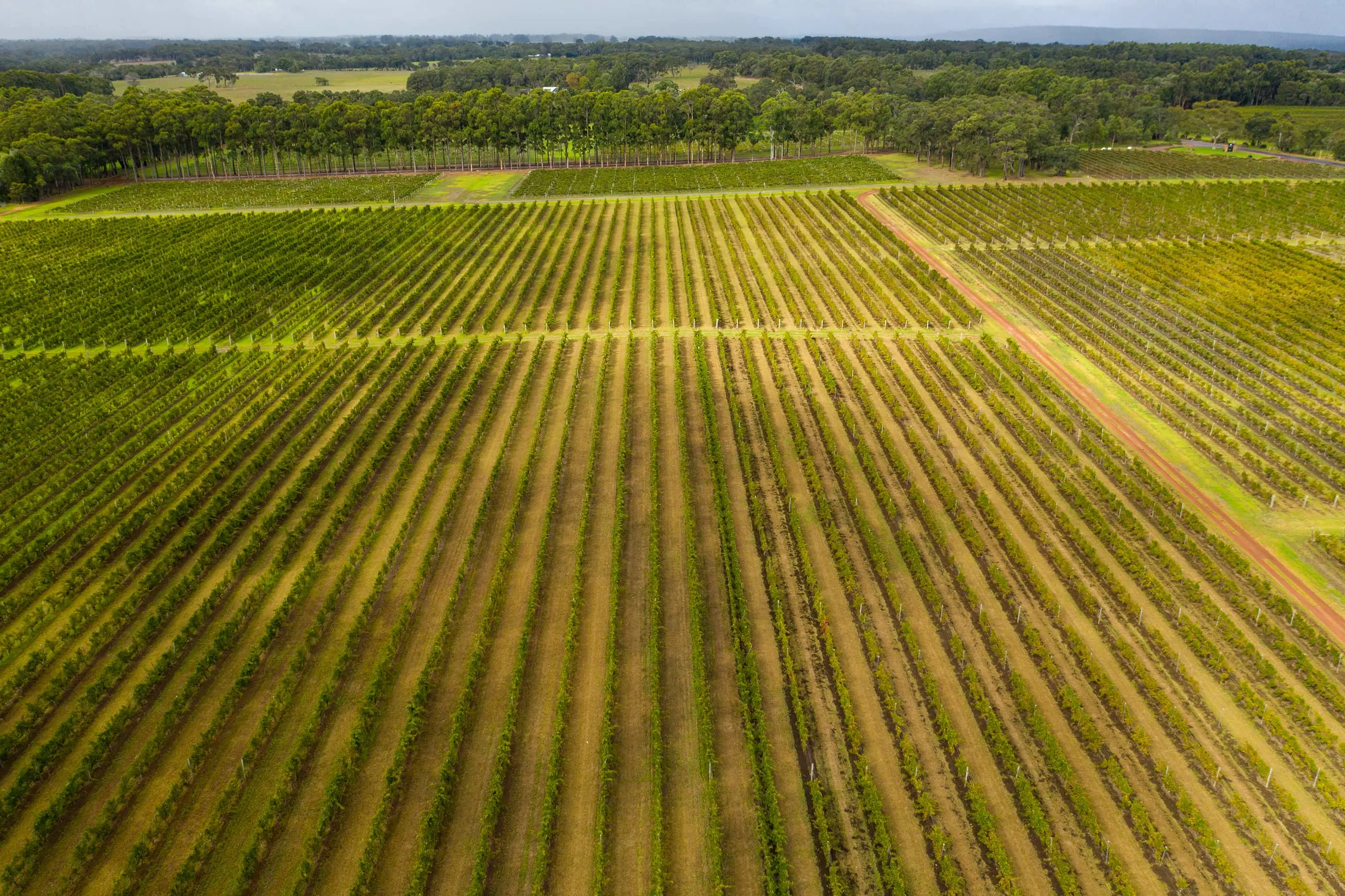 Aerial view of vineyard rows stretching across rural landscape with forest boundary in the background under cloudy sky.