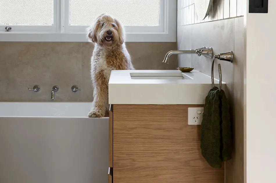 Fluffy cream-colored dog standing in a modern bathroom between a bathtub and sink with wooden cabinetry.