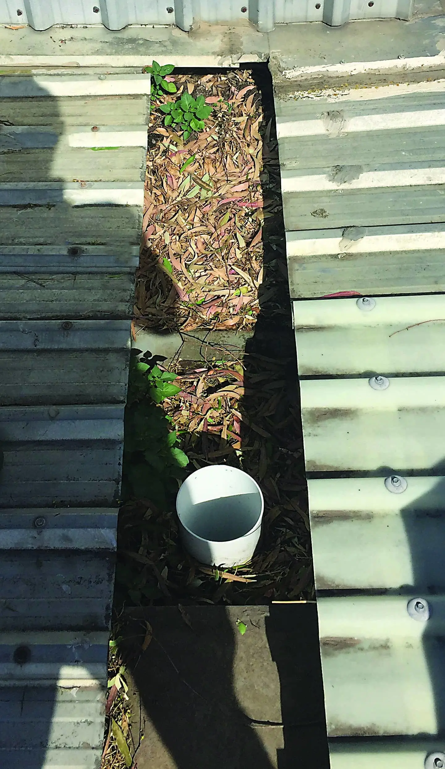 Narrow garden bed with mulch, small green plants, and a white bucket against a corrugated metal wall.