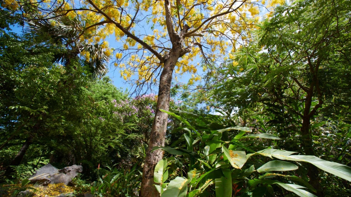 jardin-deden-reunion-saint-gilles