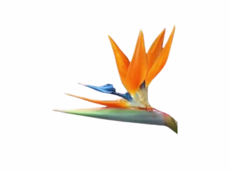 L’Oiseau de Paradis