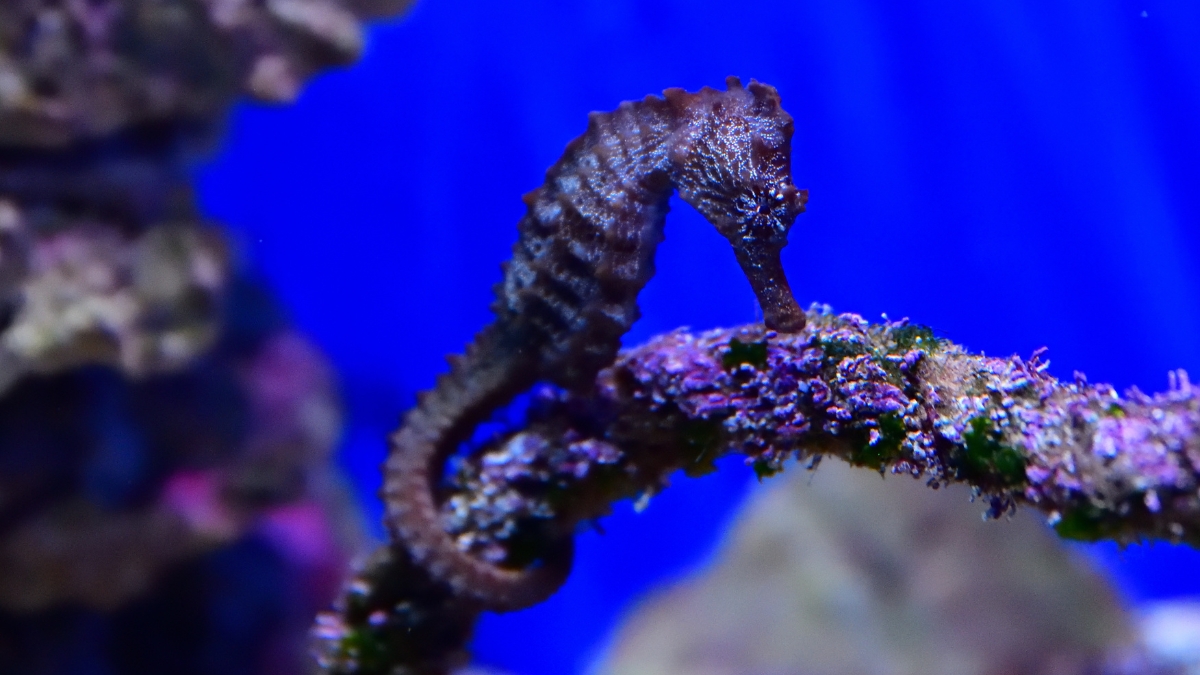 aquarium-saint-gilles-reunion