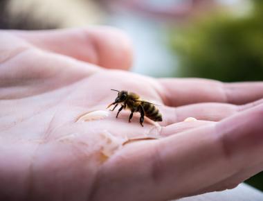 Bijen en Biodiversiteit: Het Verband Dat Ons Allemaal Raakt!