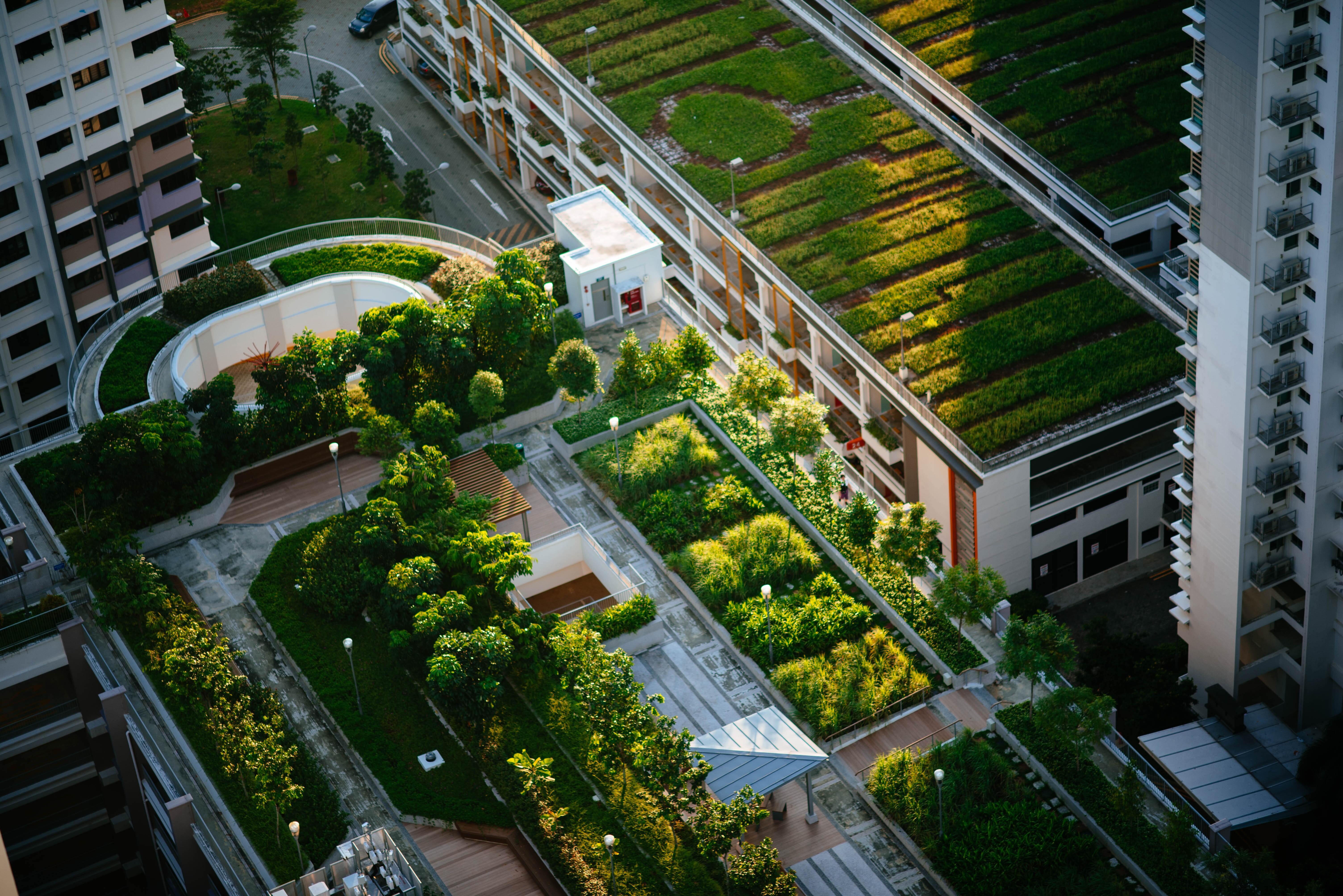 birds eye view of green rooftops