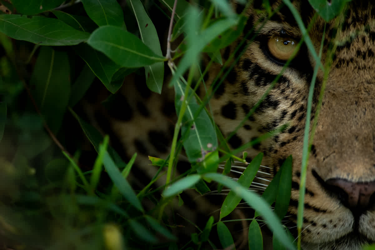 How the leopards of Sabi Sand can help save their species
