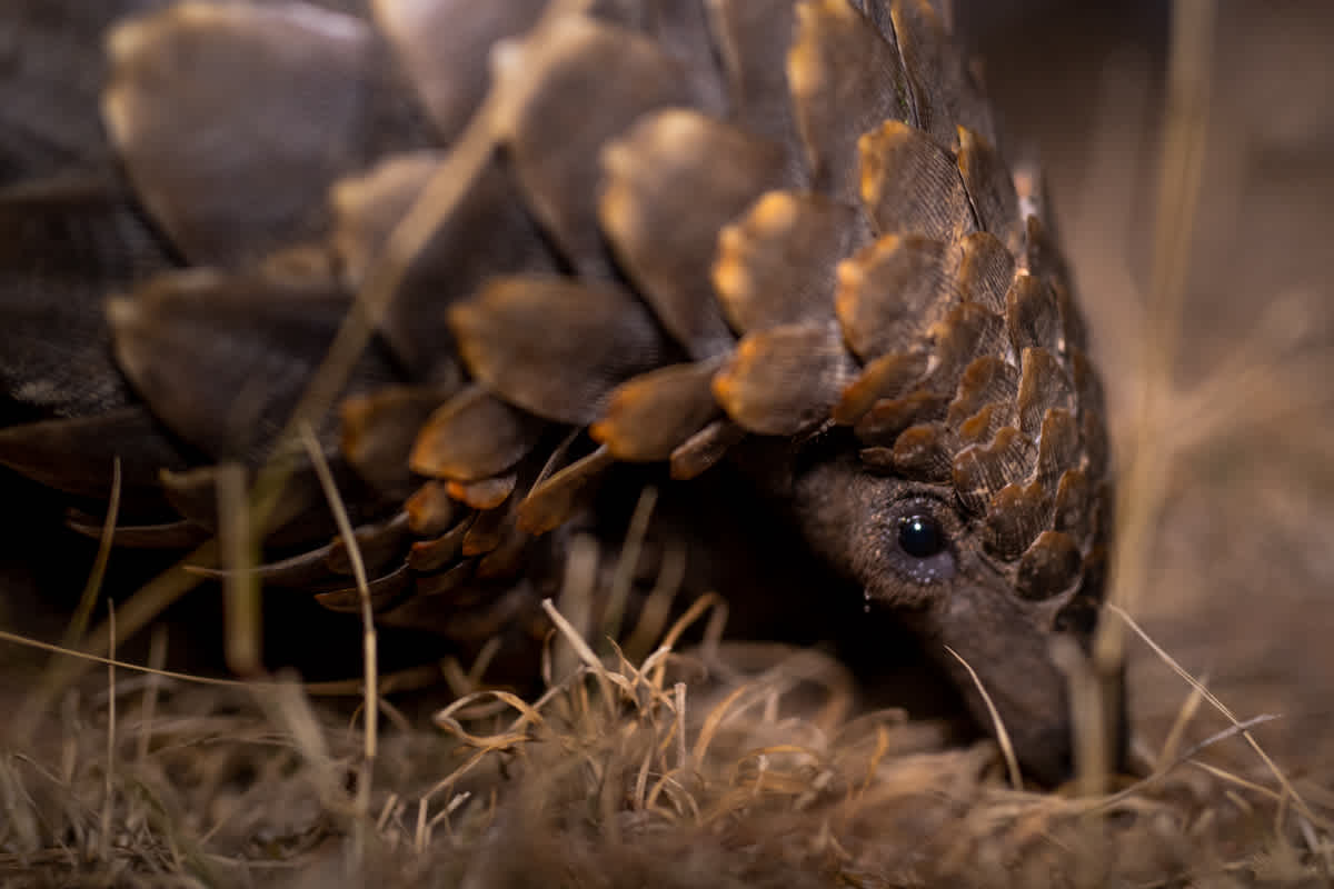 Pangolin I Ross Couper