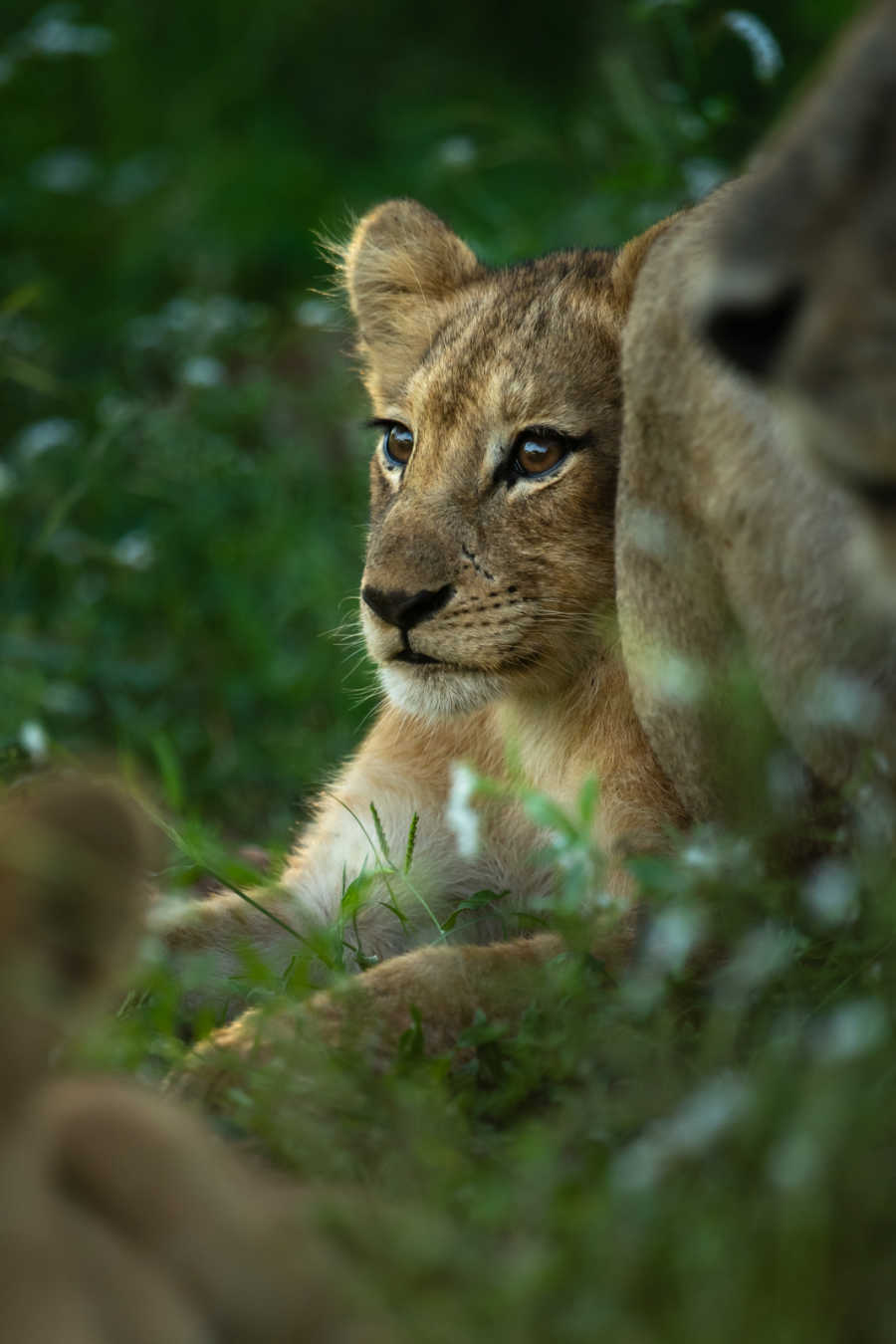 Lion - Shishengaan Pride - Singita Kruger National Park - Ross Couper 3