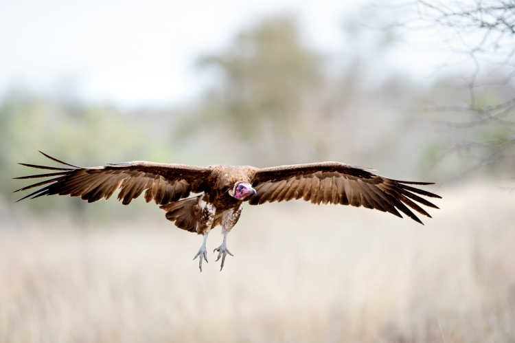 Endangered Wildlife Trust (EWT) Birdlife South Africa