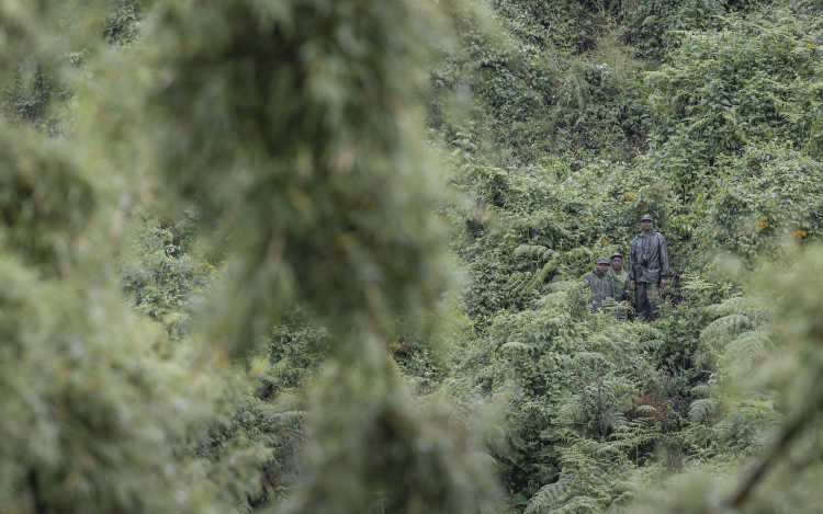Kwitonda Gorilla and trekkers in image in Forest Blackbean 3