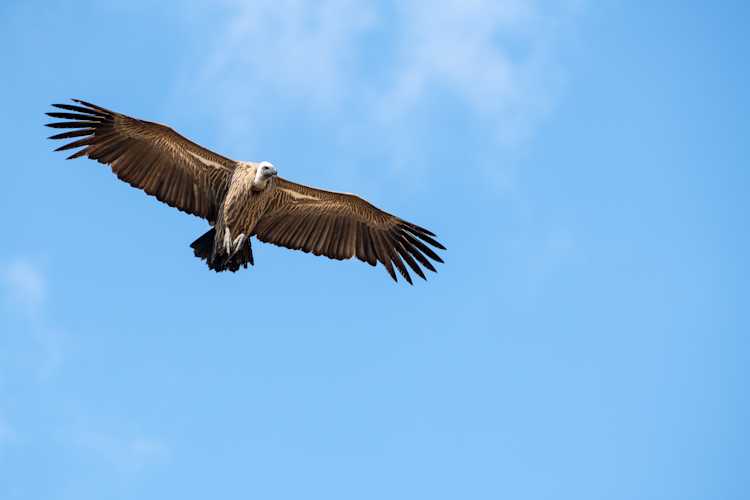Saving Species of Conservation Concern