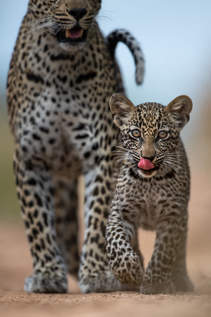 Landscape I Singita Sabi Sand I Ross Couper-30