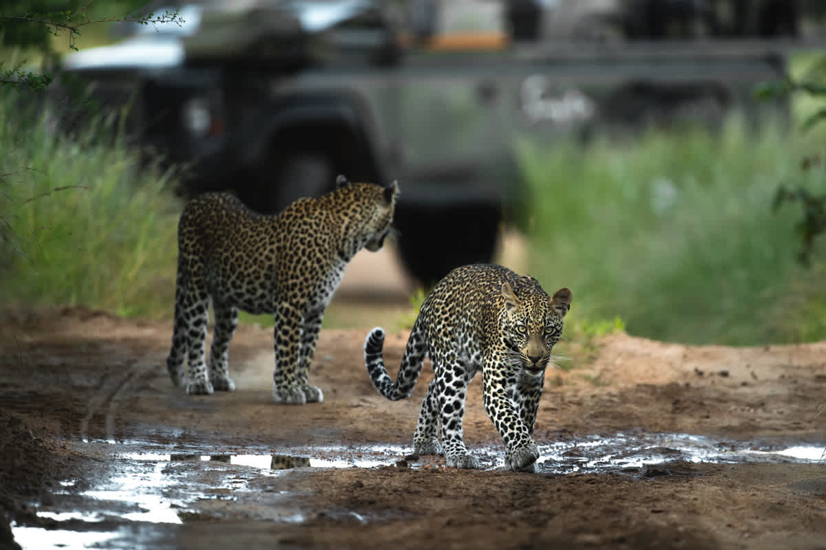 SS WILDLIFE Leopard Schotia and Young Male Ross Couper 105