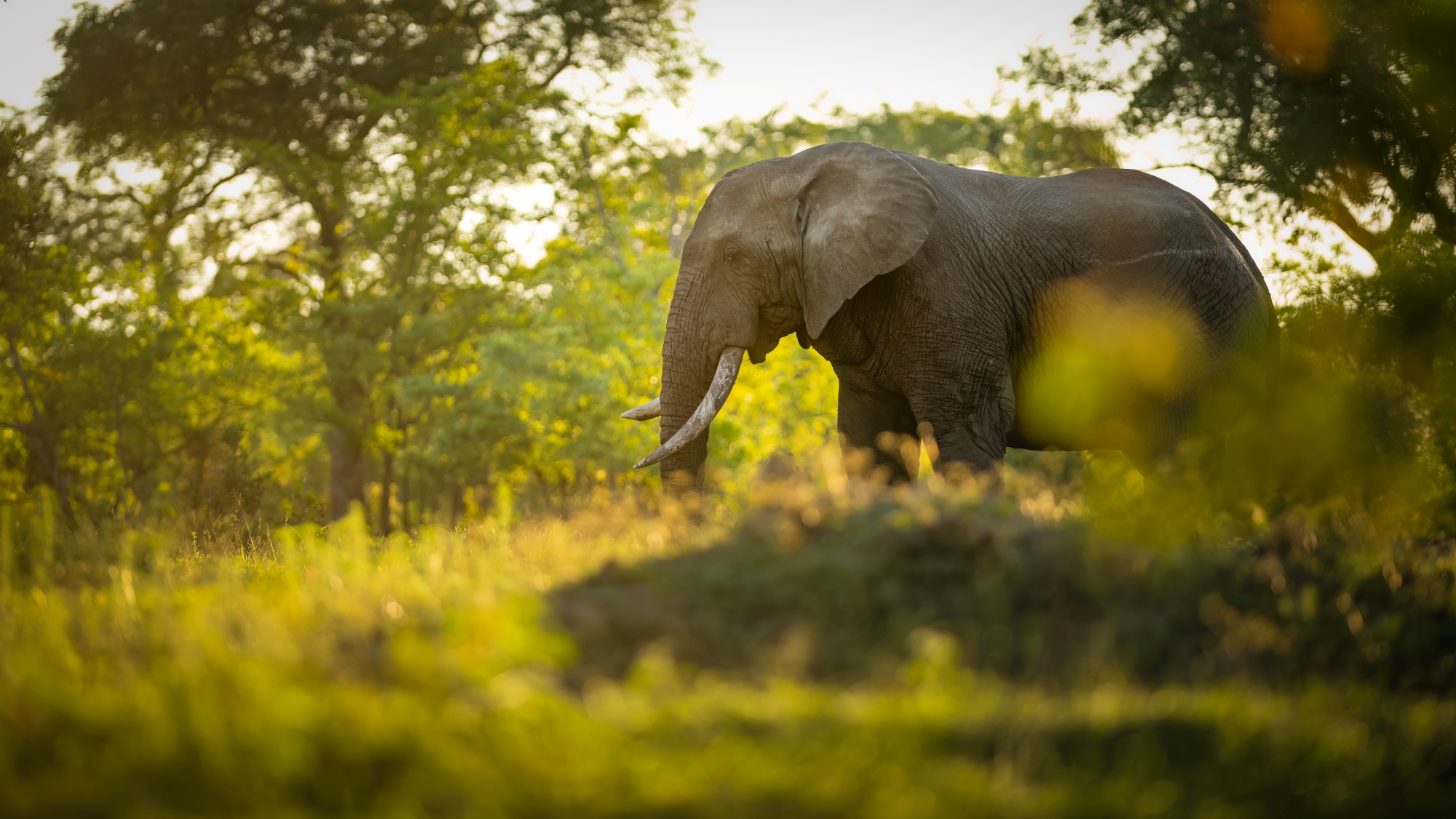 Wildlife Protection
