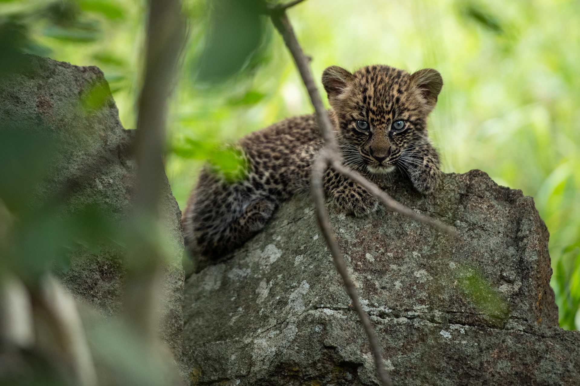 Panthera Partnership Leopard Research | Singita Lowveld Trust