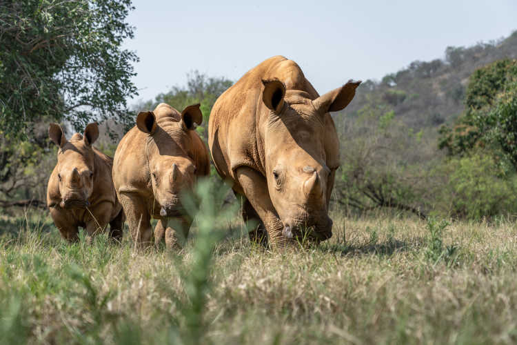 One rhino orphan’s remarkable journey