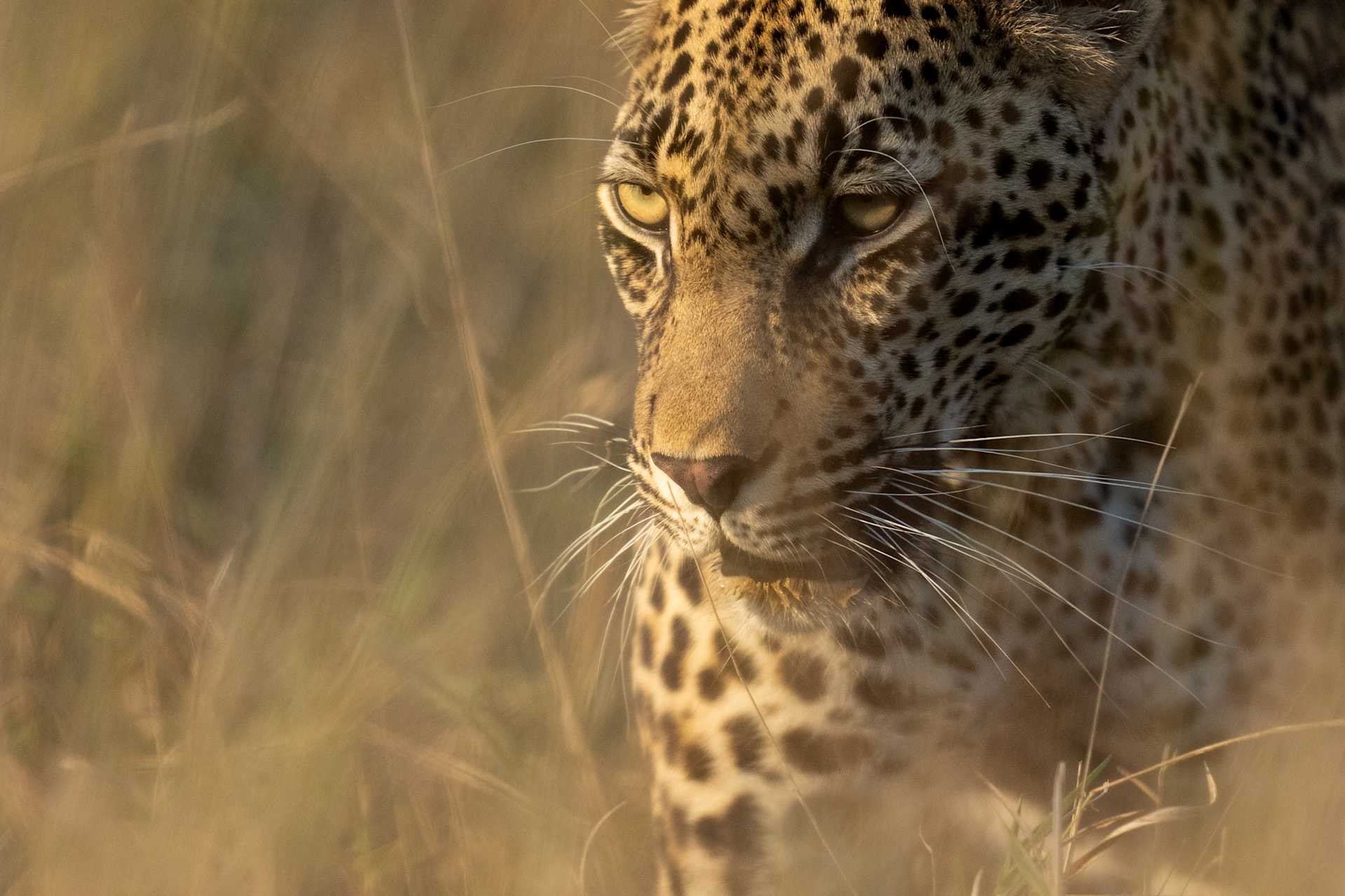 Panthera Partnership Leopard Research | Singita Lowveld Trust