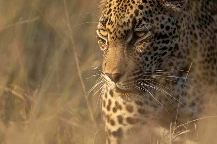 Panthera - Leopard Research