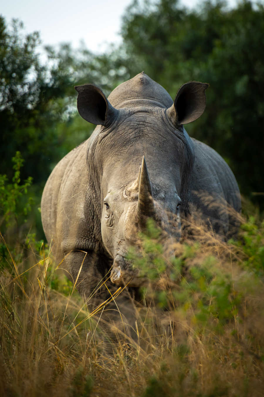 Rhino - Singita Sabi Sand - Ross Couper 61