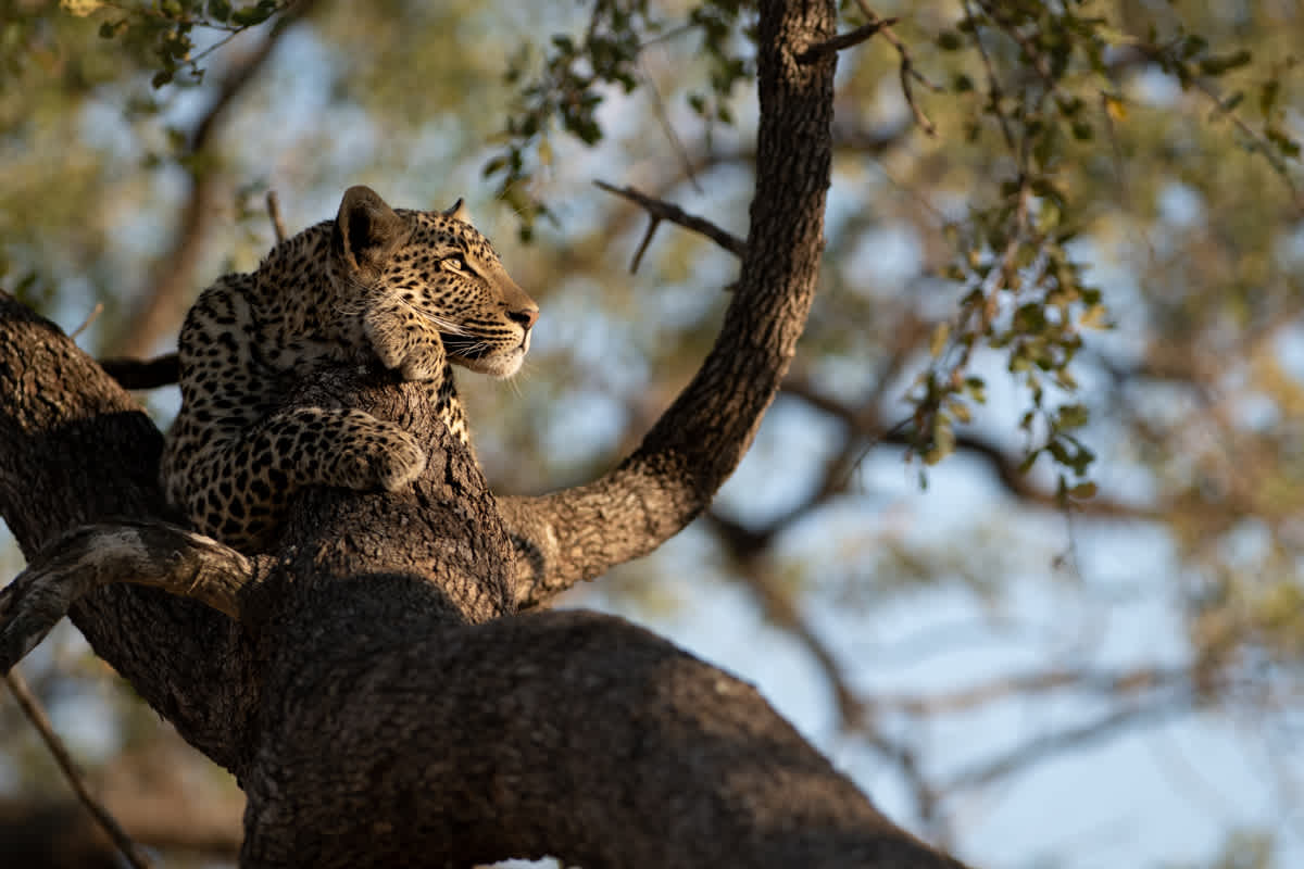 Singita Sabi Sand I Shangwa Male I Ross Couper-2