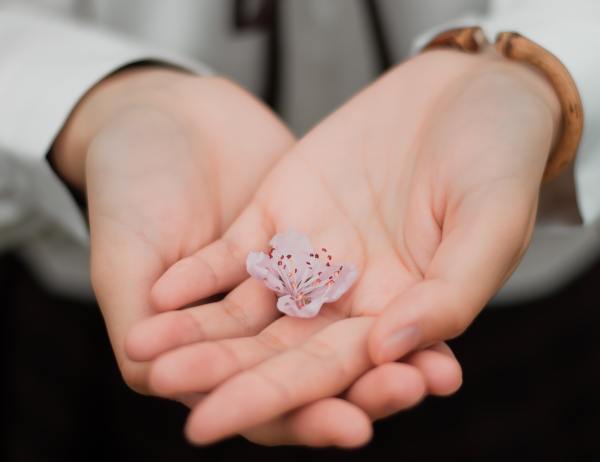 A pink flower in hands