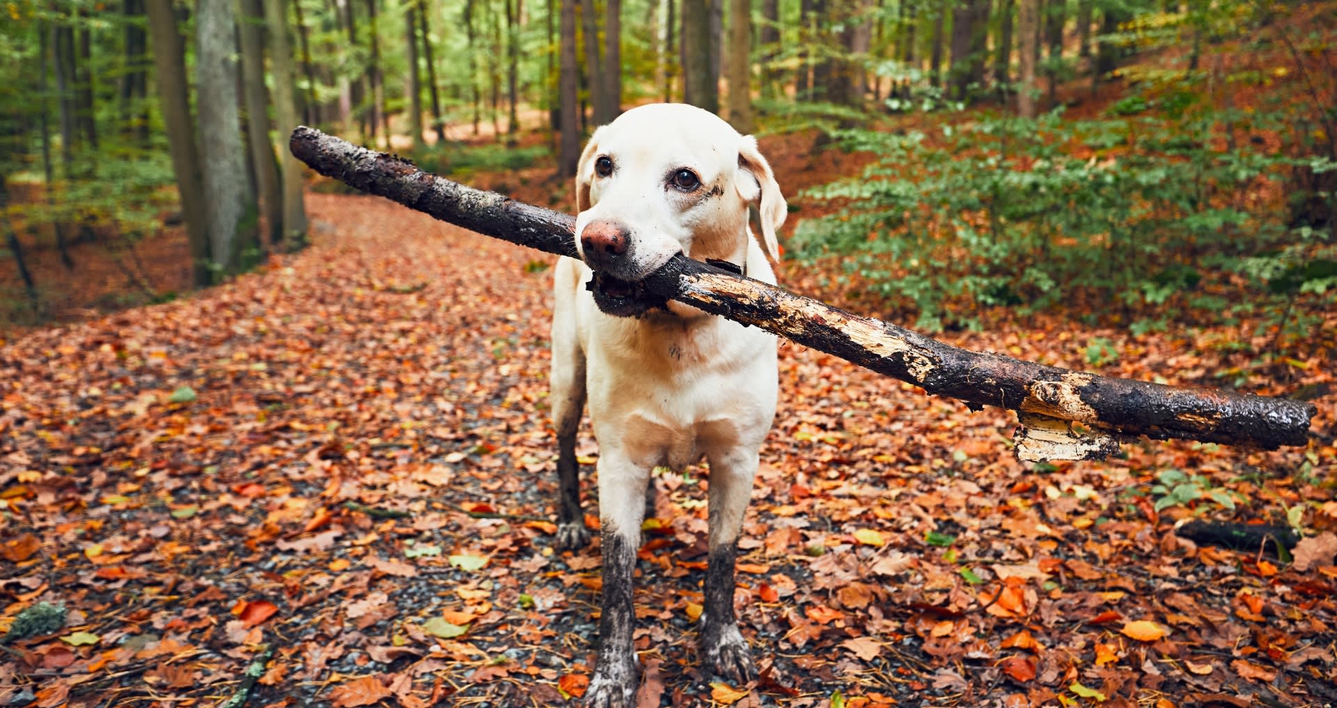 dog_stick_banner