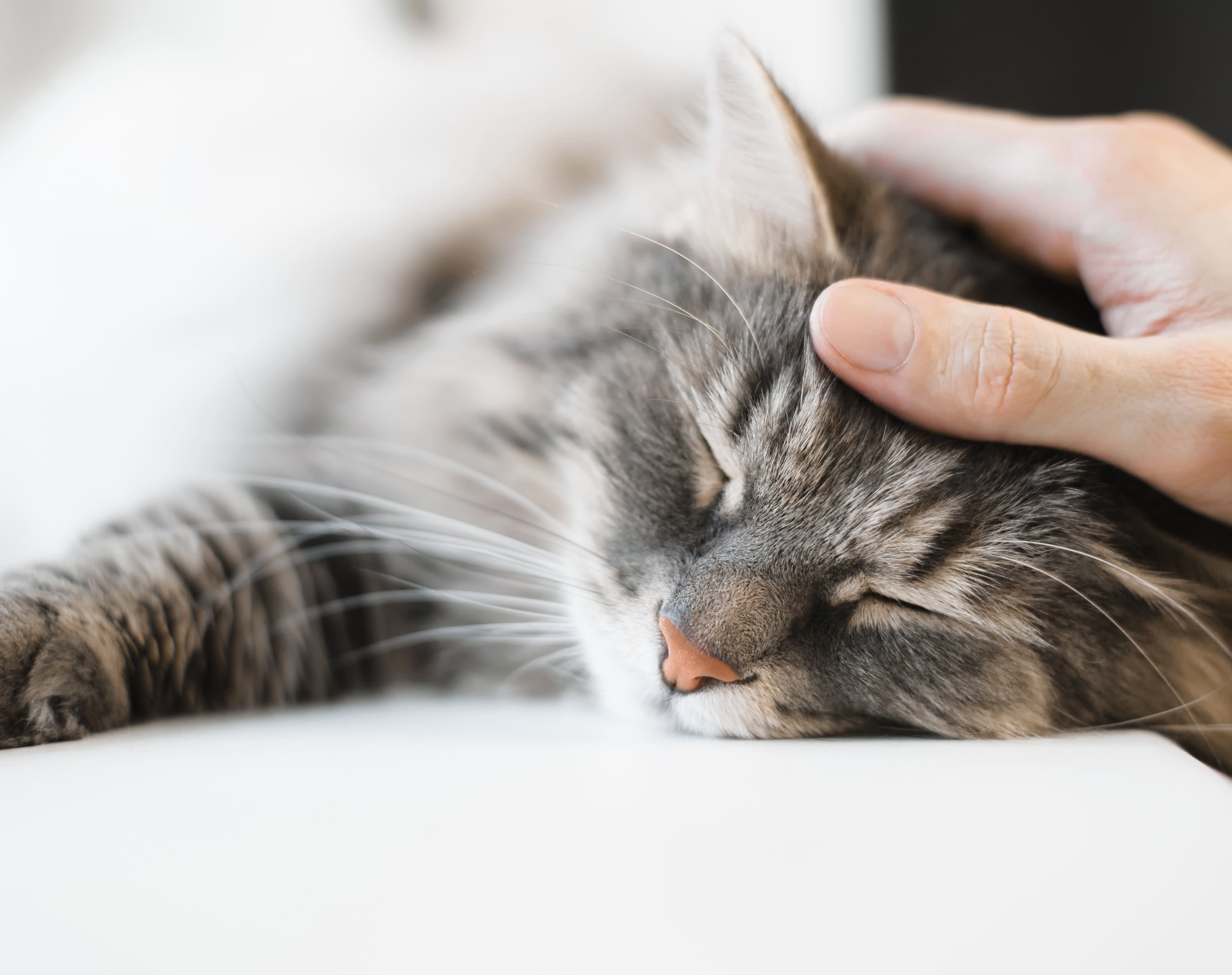 sleeping_cat_blog