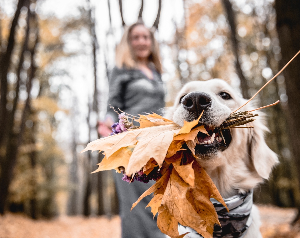 labrador_leaves_testsplit