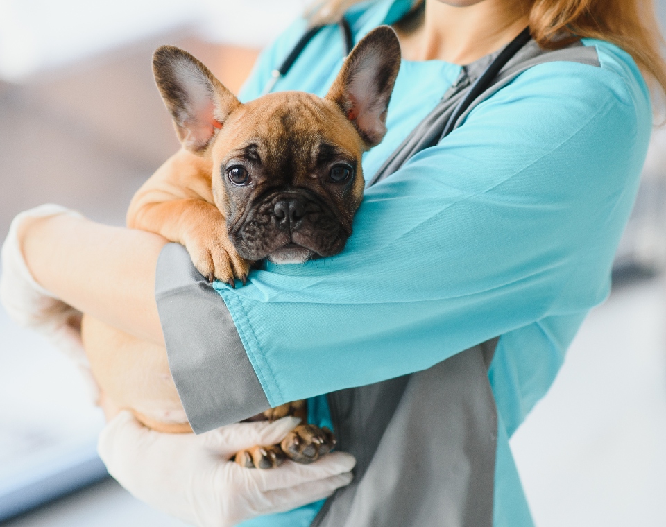 frenchie_vet_test