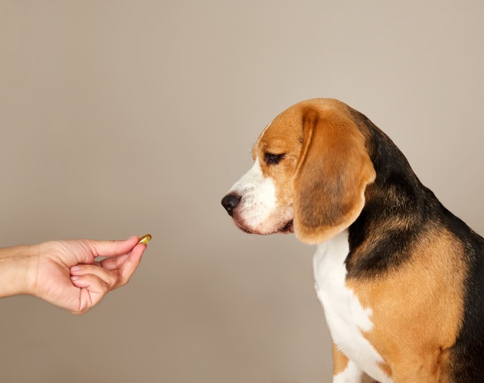 beagle_supplement_blog