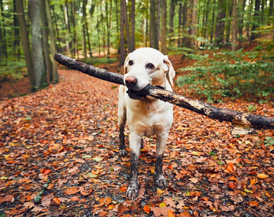 labrador_stick_blog