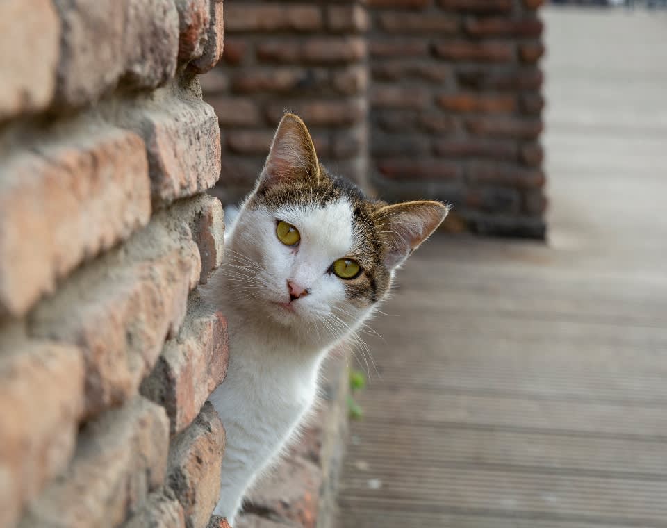 cat_blog