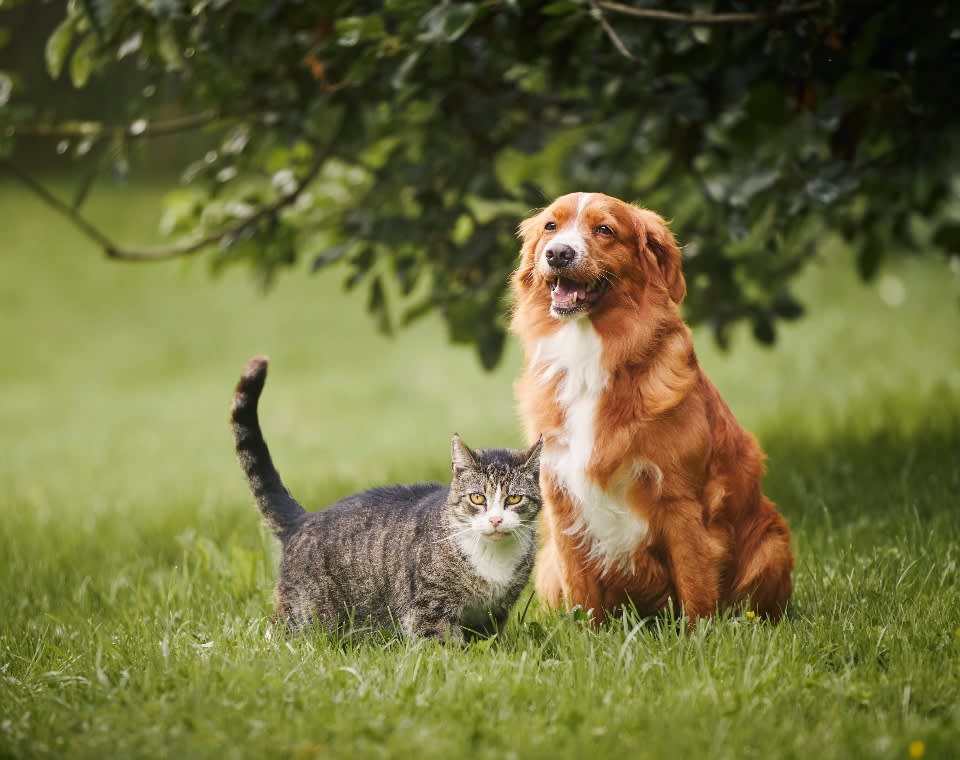 dog_cat_blog