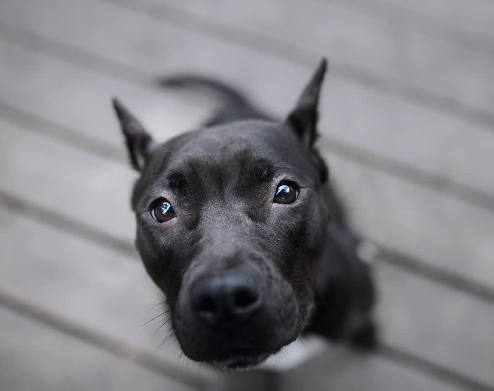 bull_terrier_blog
