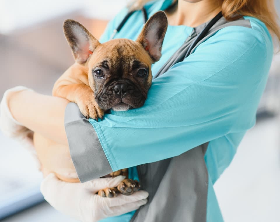 frenchie vet blog