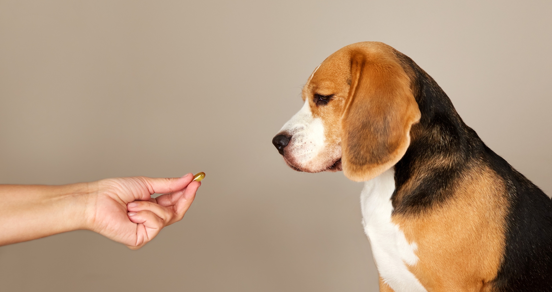 beagle_supplement_testbanner