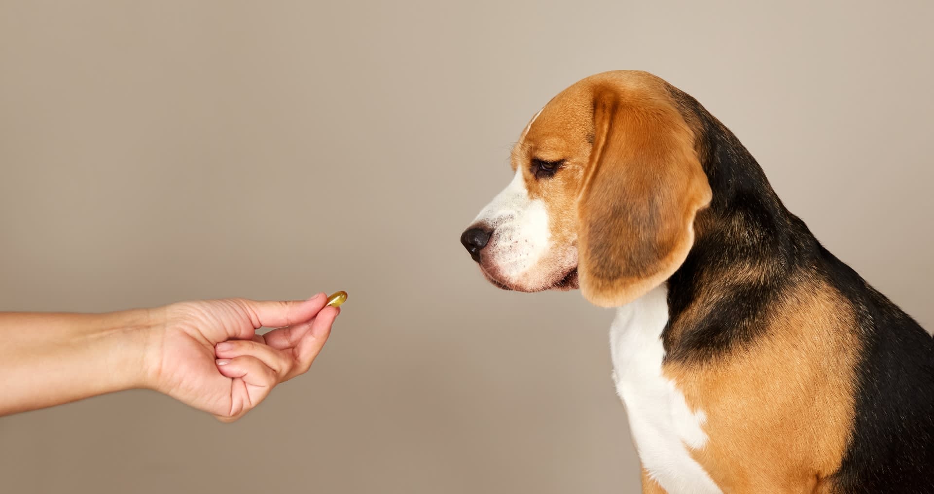 beagle_supplement_testbanner