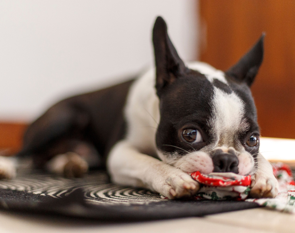 french bulldog