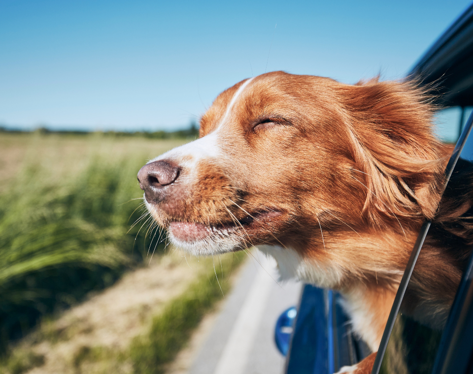 dog car window
