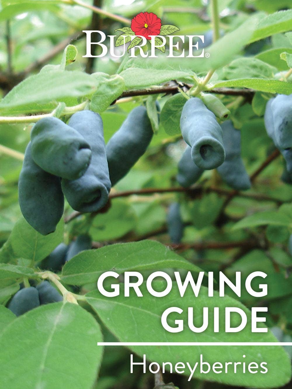 Learn About Honeyberries | Burpee Gardening - Burpee