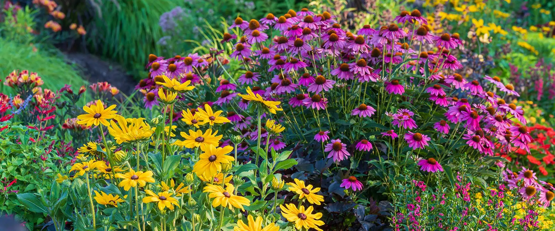What Perennials to Plant in the Fall - Burpee
